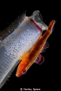 Papa Goby Waits for a Full Moon by Henley Spiers 